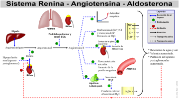 Sistema_Renina-Angiotensina-Aldosterona