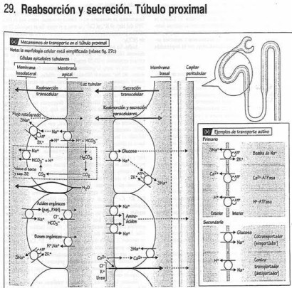 tubulo proximal